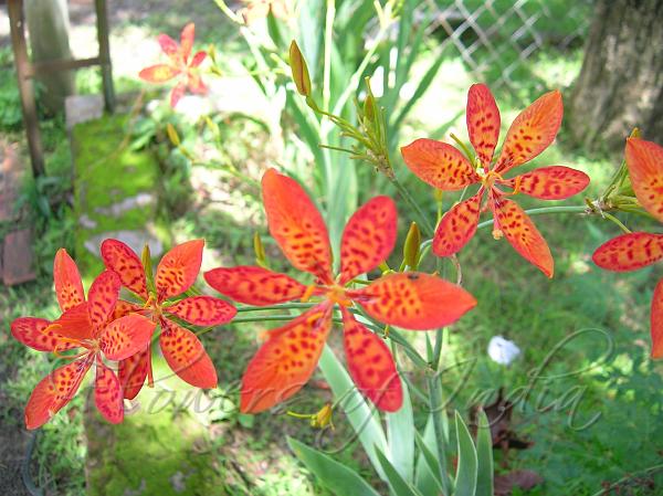 Leopard Flower